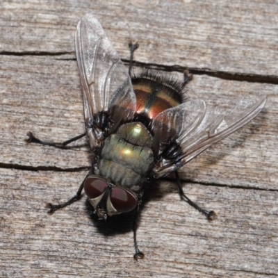 Rutilia (Donovanius) sp. (genus & subgenus) (A Bristle Fly) at Acton, ACT - 8 Nov 2019 by TimL