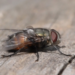 Rutilia (Donovanius) sp. (genus & subgenus) at Acton, ACT - 8 Nov 2019 12:41 PM