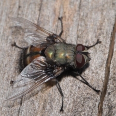 Rutilia (Donovanius) sp. (genus & subgenus) at Acton, ACT - 8 Nov 2019