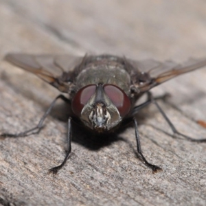 Rutilia (Donovanius) sp. (genus & subgenus) at Acton, ACT - 8 Nov 2019 12:41 PM