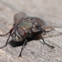 Rutilia (Donovanius) sp. (genus & subgenus) at Acton, ACT - 8 Nov 2019 12:41 PM