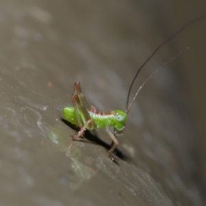 Tettigoniidae (family) at Acton, ACT - 8 Nov 2019 01:35 PM