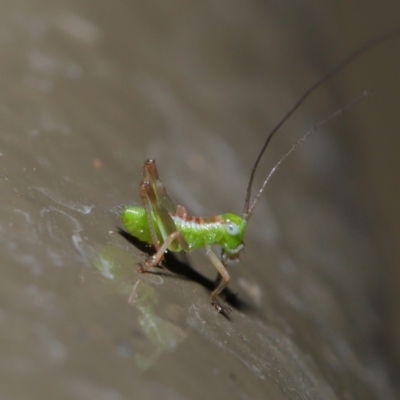 Tettigoniidae (family) (Unidentified katydid) at ANBG - 8 Nov 2019 by TimL