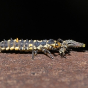 Harmonia conformis at Acton, ACT - 8 Nov 2019 01:41 PM