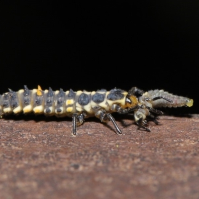 Cleobora mellyi (Southern Ladybird) at Acton, ACT - 8 Nov 2019 by TimL
