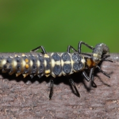 Harmonia conformis at Acton, ACT - 8 Nov 2019