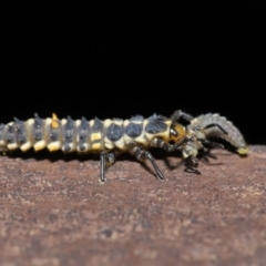 Harmonia conformis at Acton, ACT - 8 Nov 2019