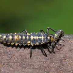 Harmonia conformis at Acton, ACT - 8 Nov 2019