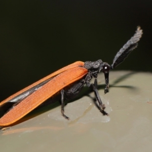 Porrostoma sp. (genus) at Acton, ACT - 8 Nov 2019