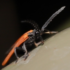 Porrostoma sp. (genus) at Acton, ACT - 8 Nov 2019 01:49 PM