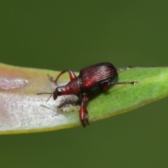 Euops sp. (genus) (A leaf-rolling weevil) at Acton, ACT - 8 Nov 2019 by TimL