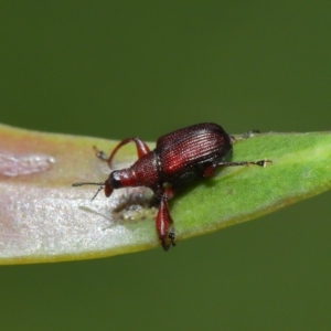 Euops sp. (genus) at Acton, ACT - 8 Nov 2019