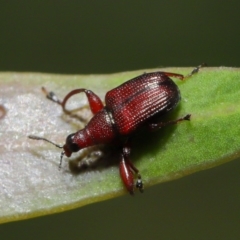 Euops sp. (genus) at Acton, ACT - 8 Nov 2019