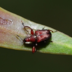 Euops sp. (genus) at Acton, ACT - 8 Nov 2019