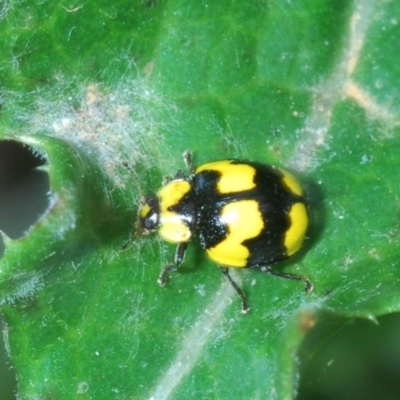 Illeis galbula (Fungus-eating Ladybird) at Eden, NSW - 10 Nov 2019 by Harrisi