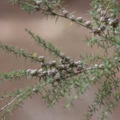 Leptospermum continentale (Prickly Teatree) at Gundaroo, NSW - 2 Nov 2019 by Gunyijan