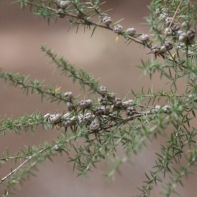 Leptospermum continentale (Prickly Teatree) at Gundaroo, NSW - 2 Nov 2019 by Gunyijan