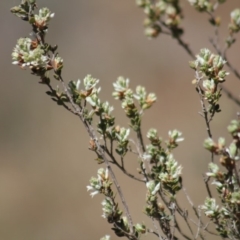 Brachyloma daphnoides (Daphne Heath) at Gundaroo, NSW - 27 Oct 2019 by Gunyijan