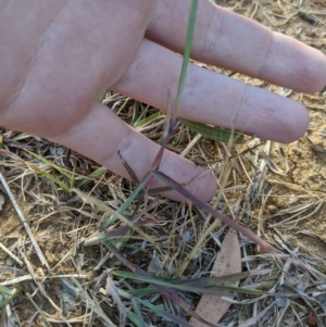 Bothriochloa macra at Higgins, ACT - 12 Nov 2019