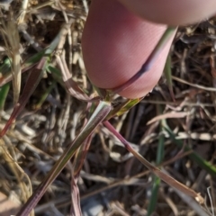 Bothriochloa macra at Higgins, ACT - 12 Nov 2019