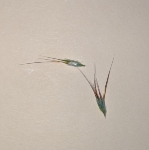 Rytidosperma sp. at Higgins, ACT - 12 Nov 2019 06:23 PM