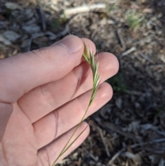 Rytidosperma sp. at Higgins, ACT - 12 Nov 2019 06:23 PM