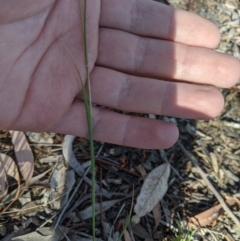 Rytidosperma sp. at Higgins, ACT - 12 Nov 2019