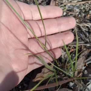 Rytidosperma sp. at Higgins, ACT - 12 Nov 2019 06:23 PM