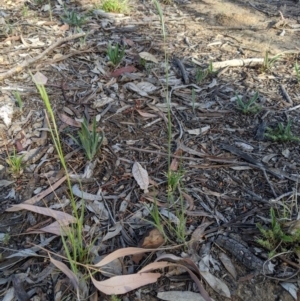 Rytidosperma sp. at Higgins, ACT - 12 Nov 2019