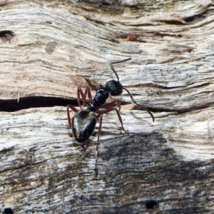 Dolichoderus doriae at Paddys River, ACT - 11 Nov 2019