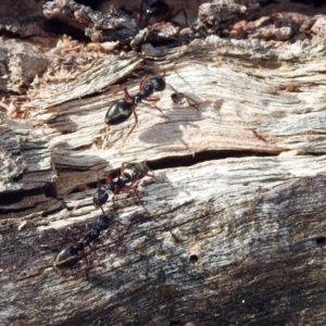 Dolichoderus doriae at Paddys River, ACT - 11 Nov 2019