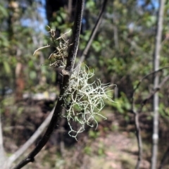 Usnea sp. (genus) (Bearded lichen) at Tidbinbilla Nature Reserve - 11 Nov 2019 by RodDeb