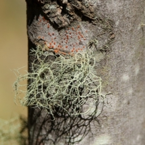 Usnea sp. (genus) at Paddys River, ACT - 11 Nov 2019 03:11 PM