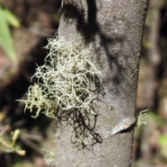 Usnea sp. (genus) at Paddys River, ACT - 11 Nov 2019 03:11 PM