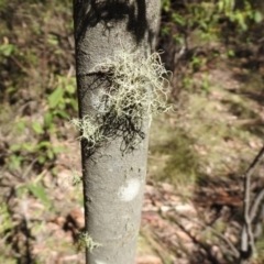 Usnea sp. (genus) at Paddys River, ACT - 11 Nov 2019 03:11 PM