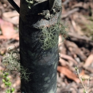 Usnea sp. (genus) at Paddys River, ACT - 11 Nov 2019 03:11 PM