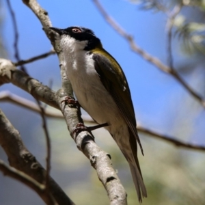 Melithreptus lunatus at Paddys River, ACT - 11 Nov 2019