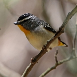 Pardalotus punctatus at Paddys River, ACT - 11 Nov 2019 01:45 PM