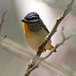 Pardalotus punctatus at Paddys River, ACT - 11 Nov 2019 01:45 PM