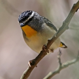 Pardalotus punctatus at Paddys River, ACT - 11 Nov 2019 01:45 PM