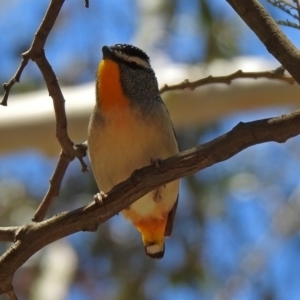 Pardalotus punctatus at Paddys River, ACT - 11 Nov 2019 01:45 PM