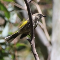 Phylidonyris pyrrhopterus at Paddys River, ACT - 11 Nov 2019 12:49 PM