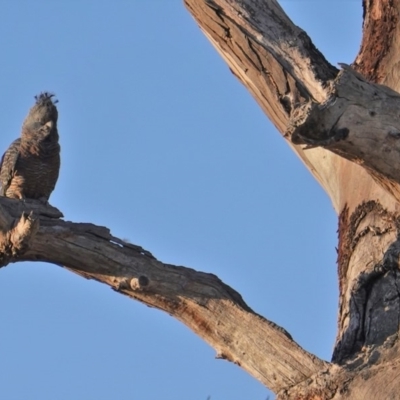 Callocephalon fimbriatum (Gang-gang Cockatoo) at Hughes, ACT - 12 Nov 2019 by JackyF