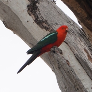 Alisterus scapularis at Hughes, ACT - 12 Nov 2019