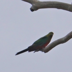 Alisterus scapularis at Hughes, ACT - 12 Nov 2019