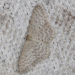 Idaea philocosma at O'Connor, ACT - 29 Oct 2019 11:06 PM