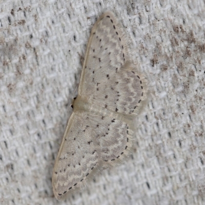 Idaea philocosma (Flecked Wave) at O'Connor, ACT - 29 Oct 2019 by ibaird