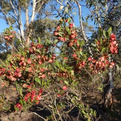 Dodonaea viscosa (Hop Bush) at Hughes, ACT - 11 Nov 2019 by JackyF