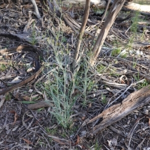 Senecio quadridentatus at Hughes, ACT - 11 Nov 2019 05:41 PM