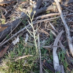 Senecio quadridentatus at Hughes, ACT - 11 Nov 2019